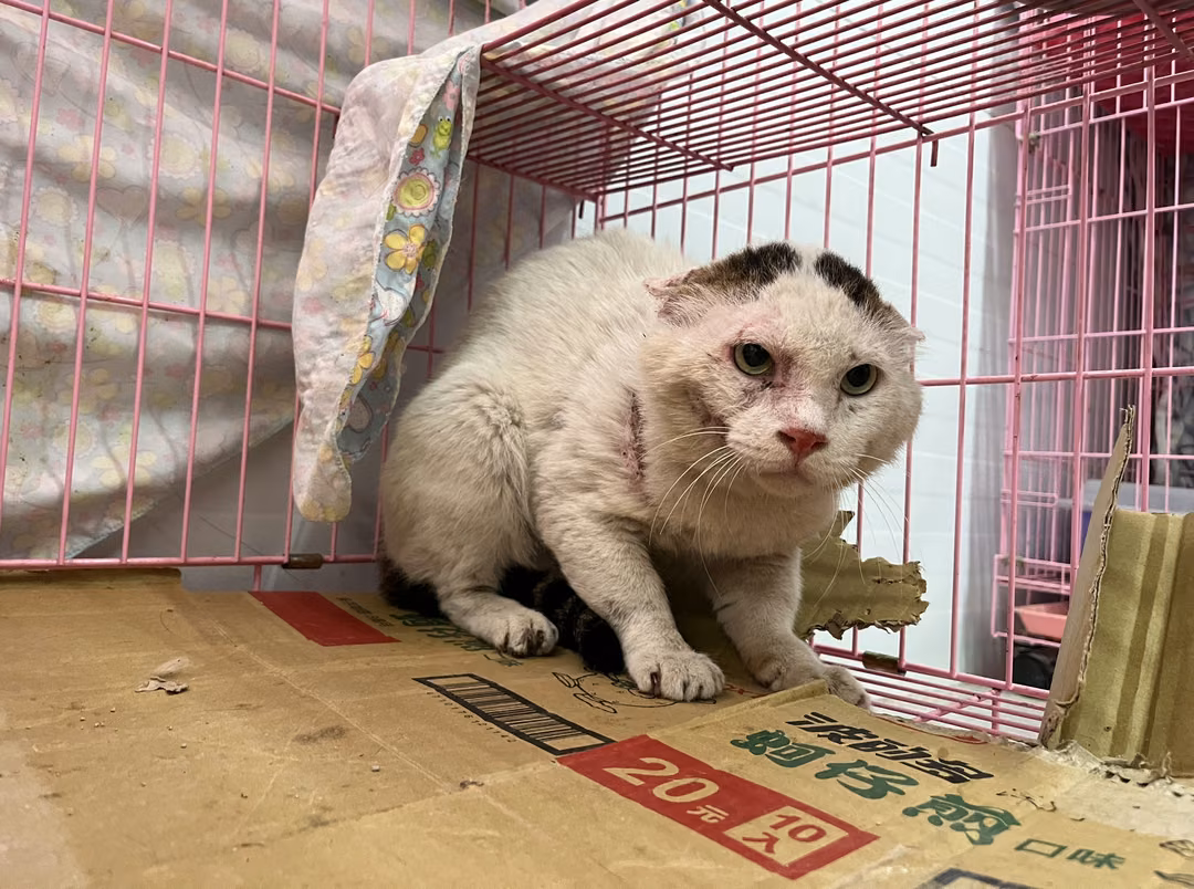 The cat, from the shelter's listing