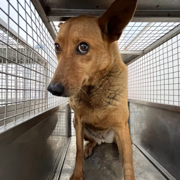 The dog, from the shelter's listing