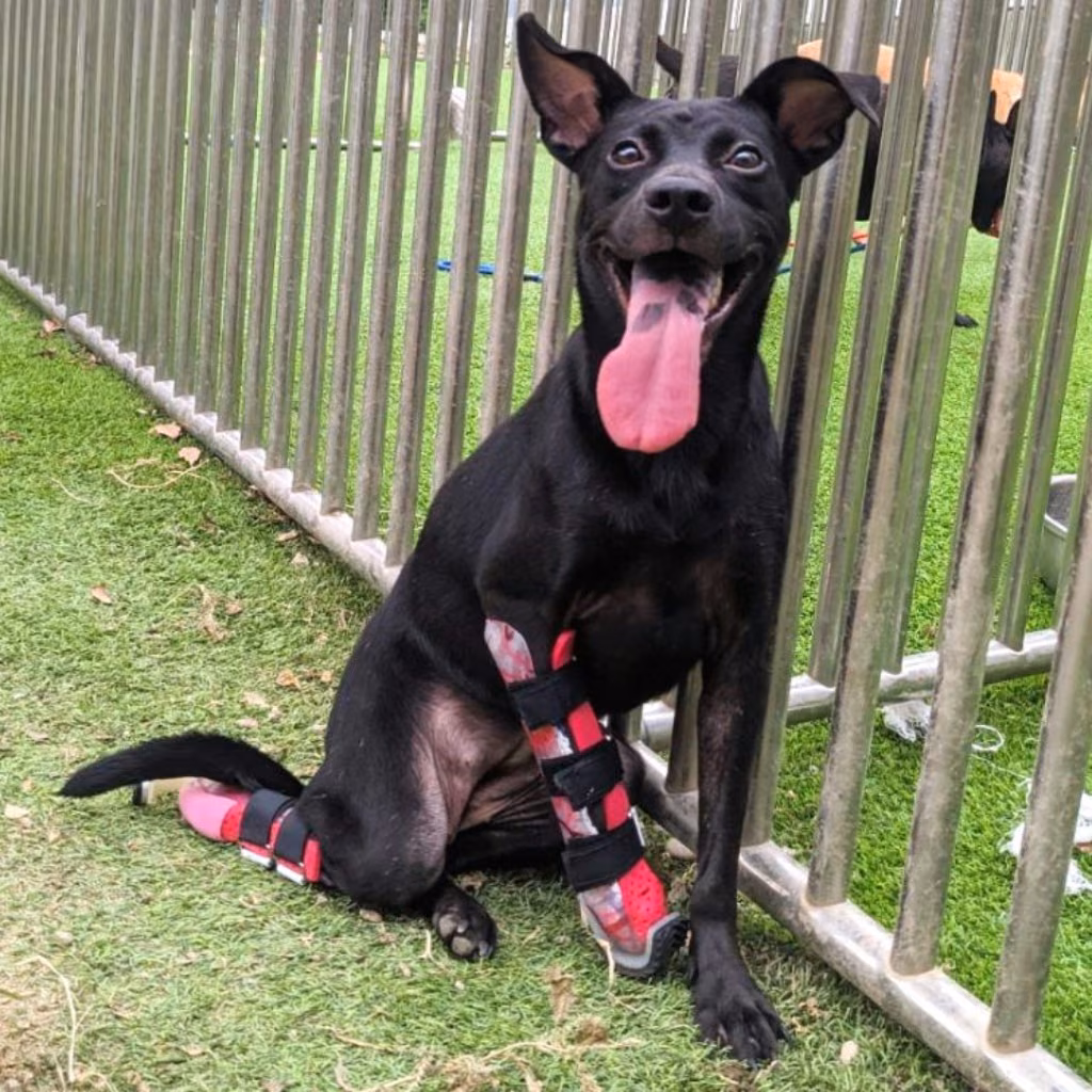 The dog, from the shelter's listing