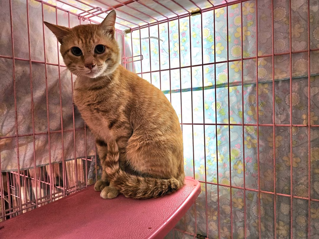 The cat, from the shelter's listing
