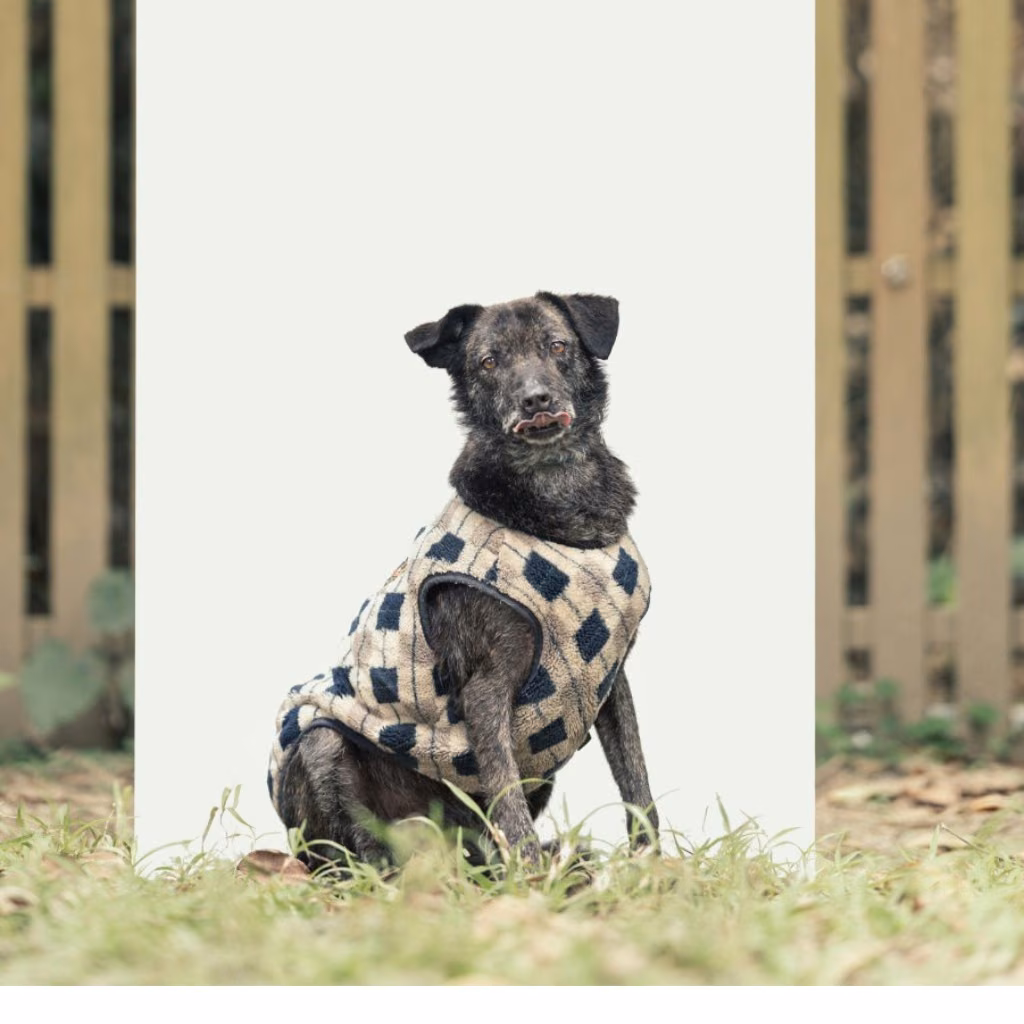 The dog, from the shelter's listing