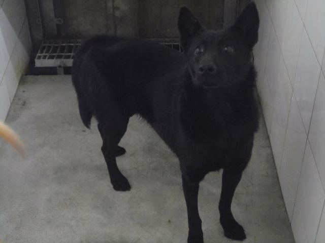 The dog, from the shelter's listing