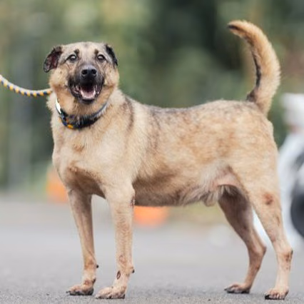 The dog, from the shelter's listing