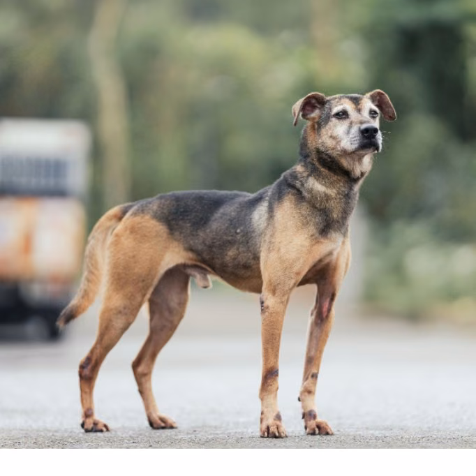 The dog, from the shelter's listing
