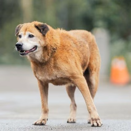 The dog, from the shelter's listing