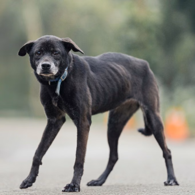 The dog, from the shelter's listing