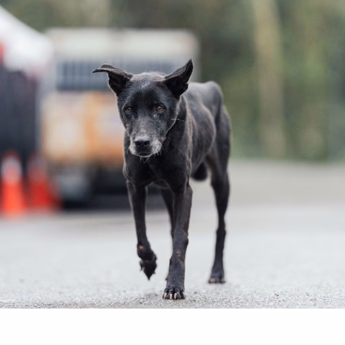 The dog, from the shelter's listing