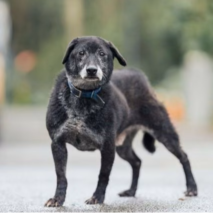 The dog, from the shelter's listing