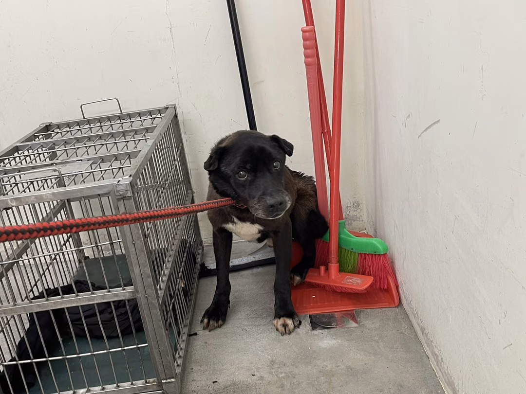 The dog, from the shelter's listing
