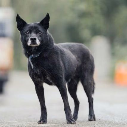 The dog, from the shelter's listing