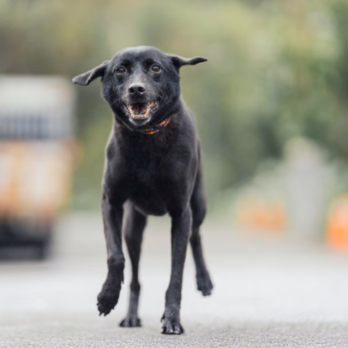 The dog, from the shelter's listing