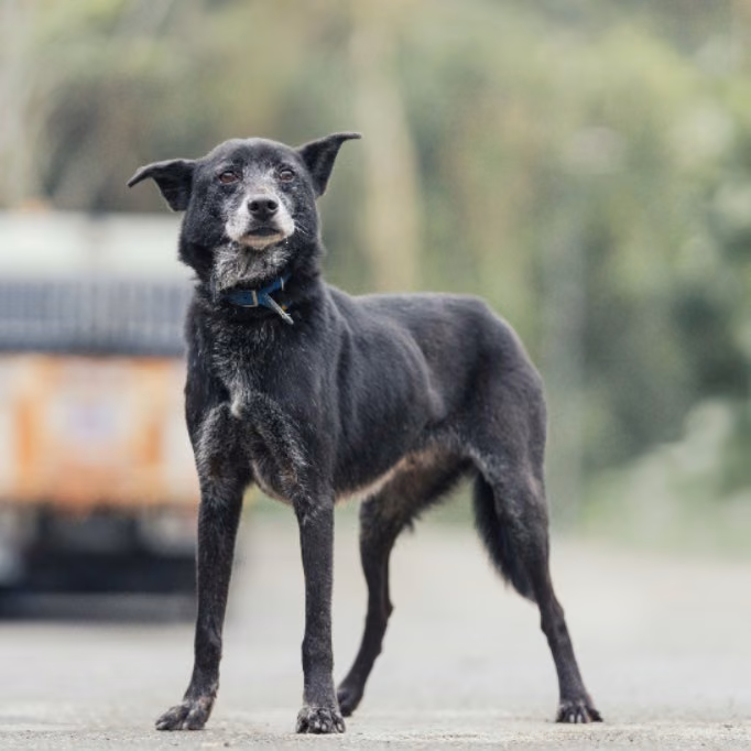 The dog, from the shelter's listing