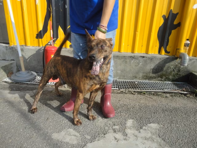 The dog, from the shelter's listing