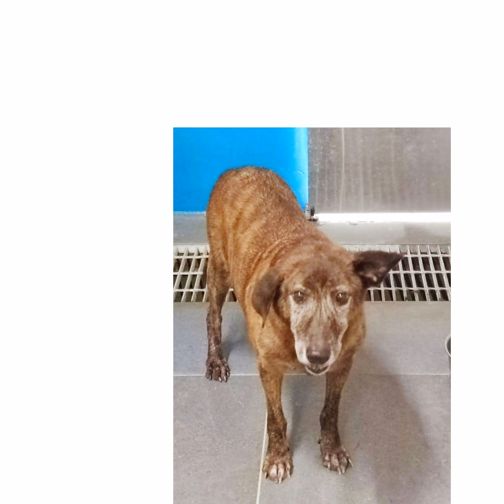 The dog, from the shelter's listing