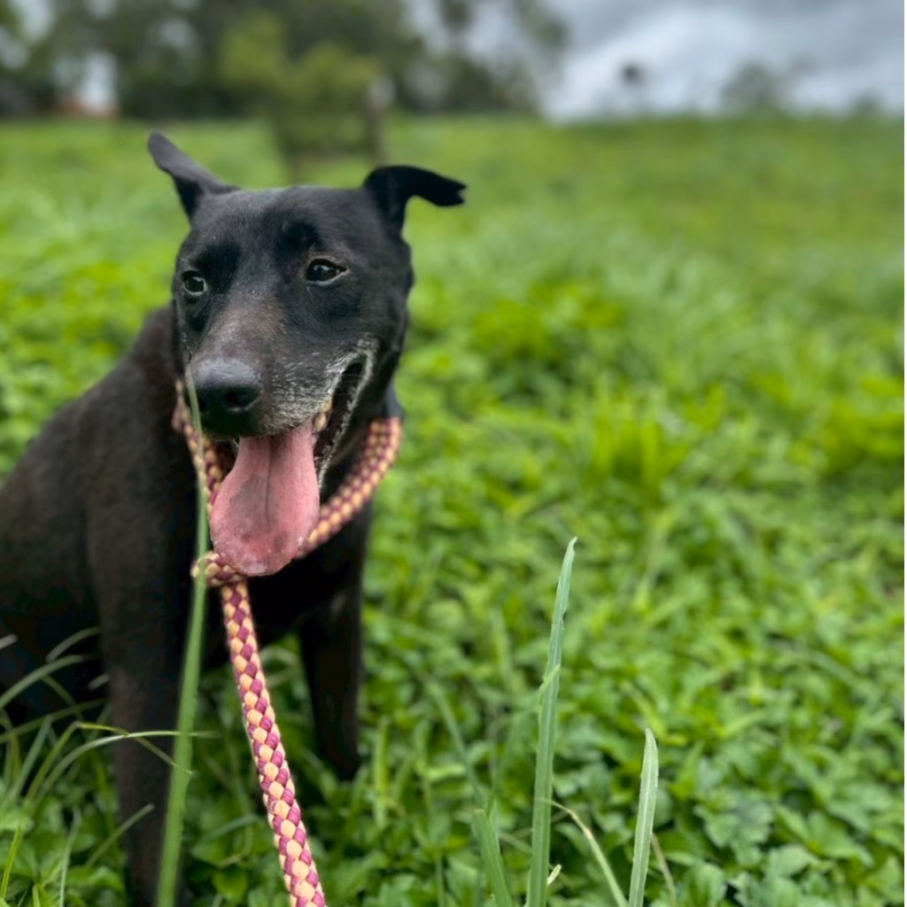 The dog, from the shelter's listing