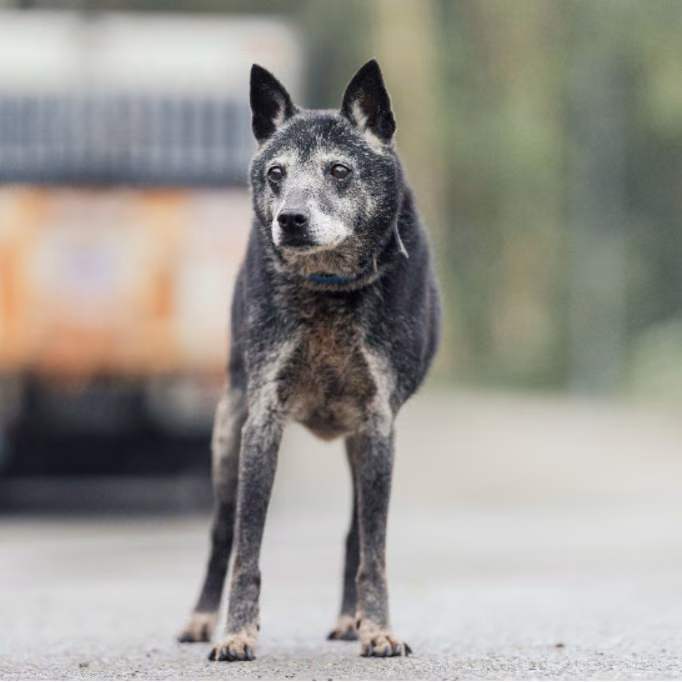 The dog, from the shelter's listing