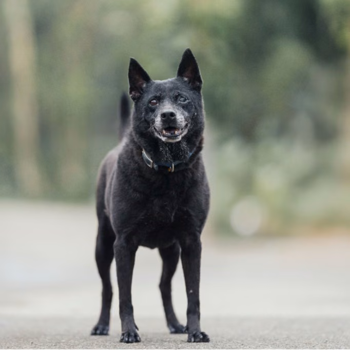 The dog, from the shelter's listing