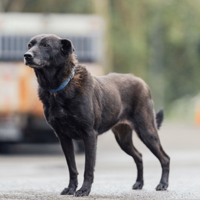 The dog, from the shelter's listing