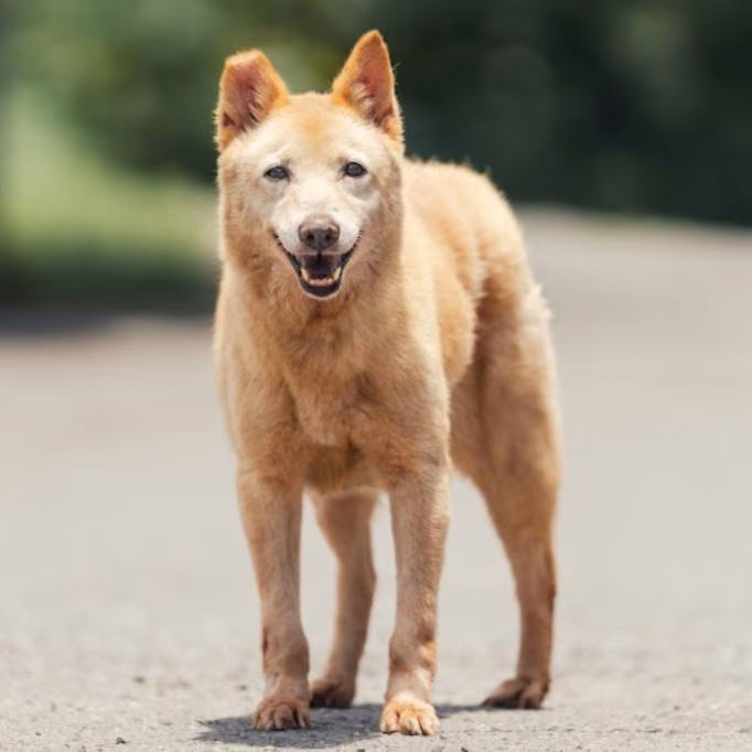 The dog, from the shelter's listing