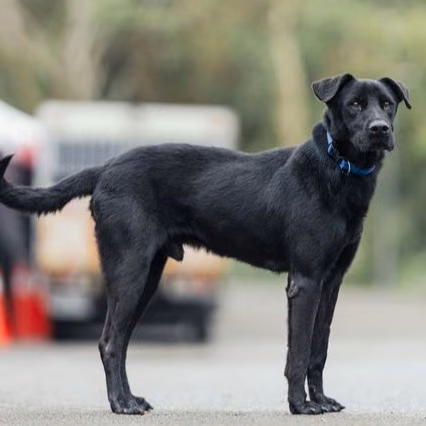 The dog, from the shelter's listing