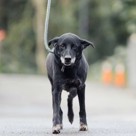 The dog, from the shelter's listing