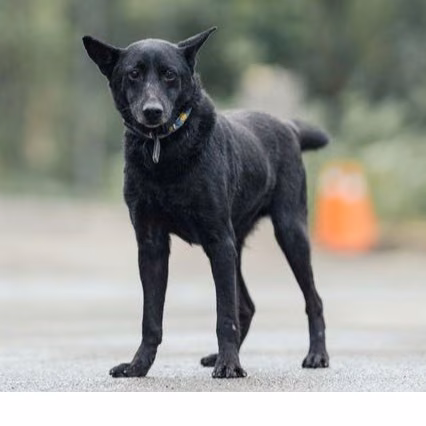 The dog, from the shelter's listing