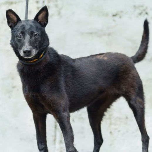 The dog, from the shelter's listing