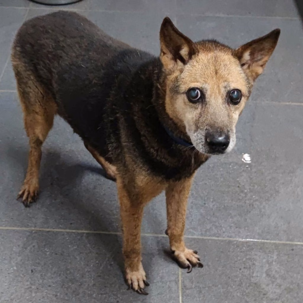 The dog, from the shelter's listing