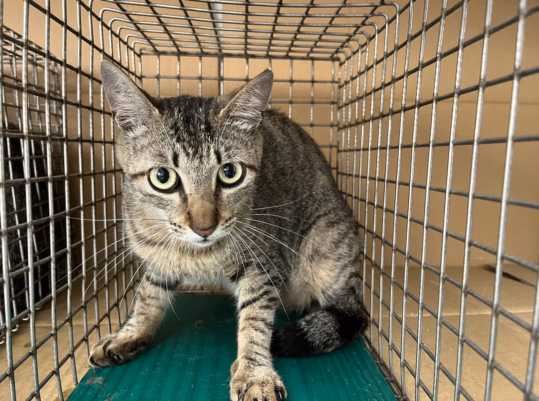 The cat, from the shelter's listing