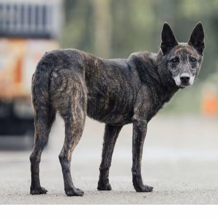 The dog, from the shelter's listing