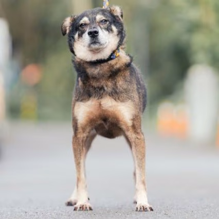 The dog, from the shelter's listing
