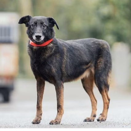 The dog, from the shelter's listing