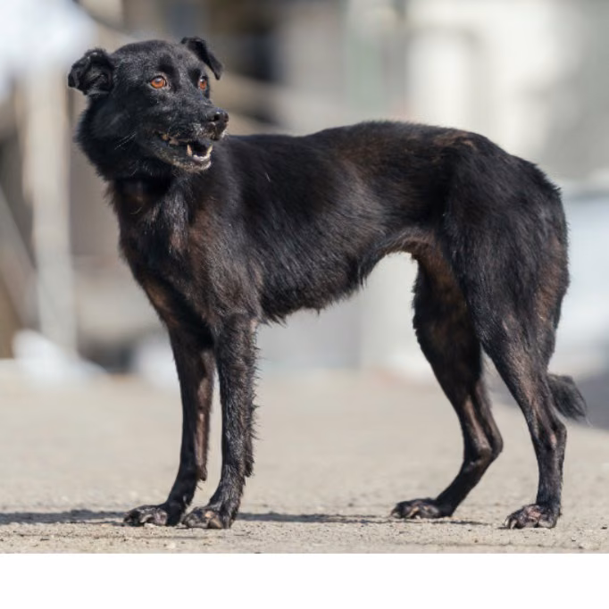 The dog, from the shelter's listing