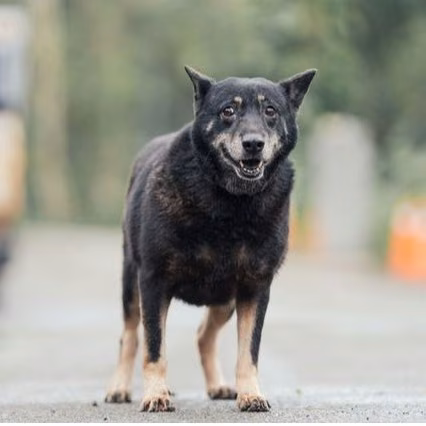The dog, from the shelter's listing