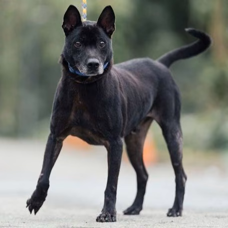The dog, from the shelter's listing