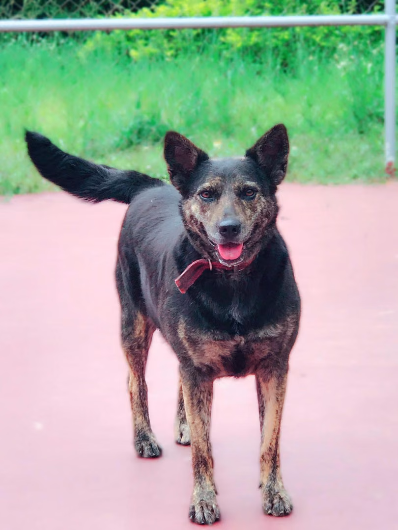 The dog, from the shelter's listing