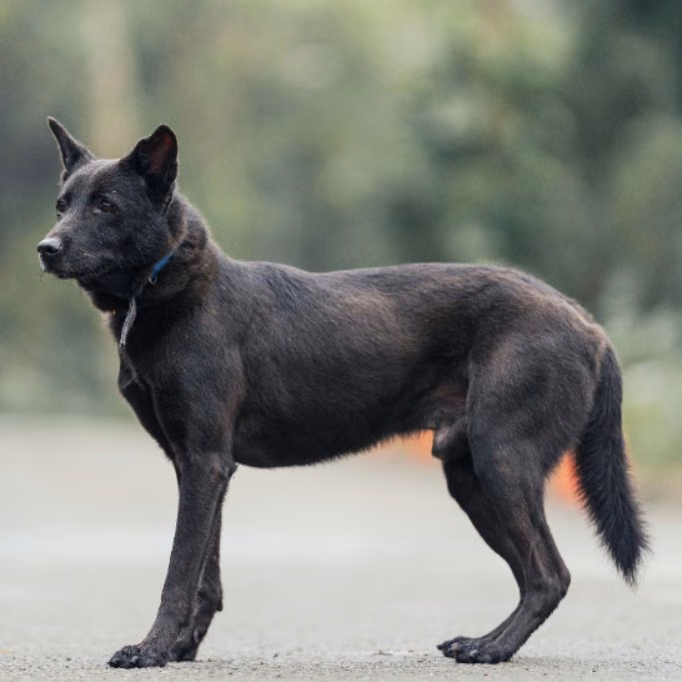 The dog, from the shelter's listing