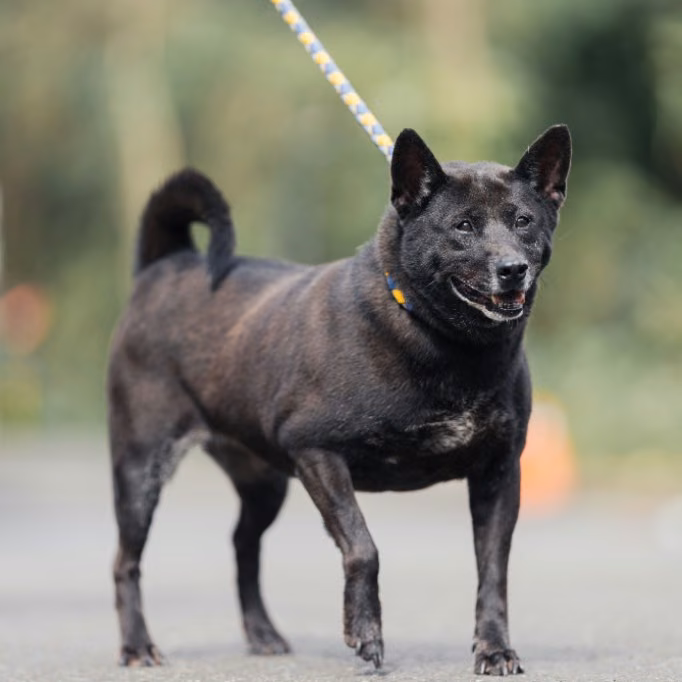 The dog, from the shelter's listing