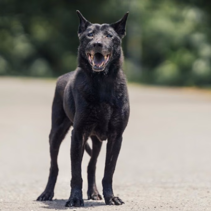 The dog, from the shelter's listing