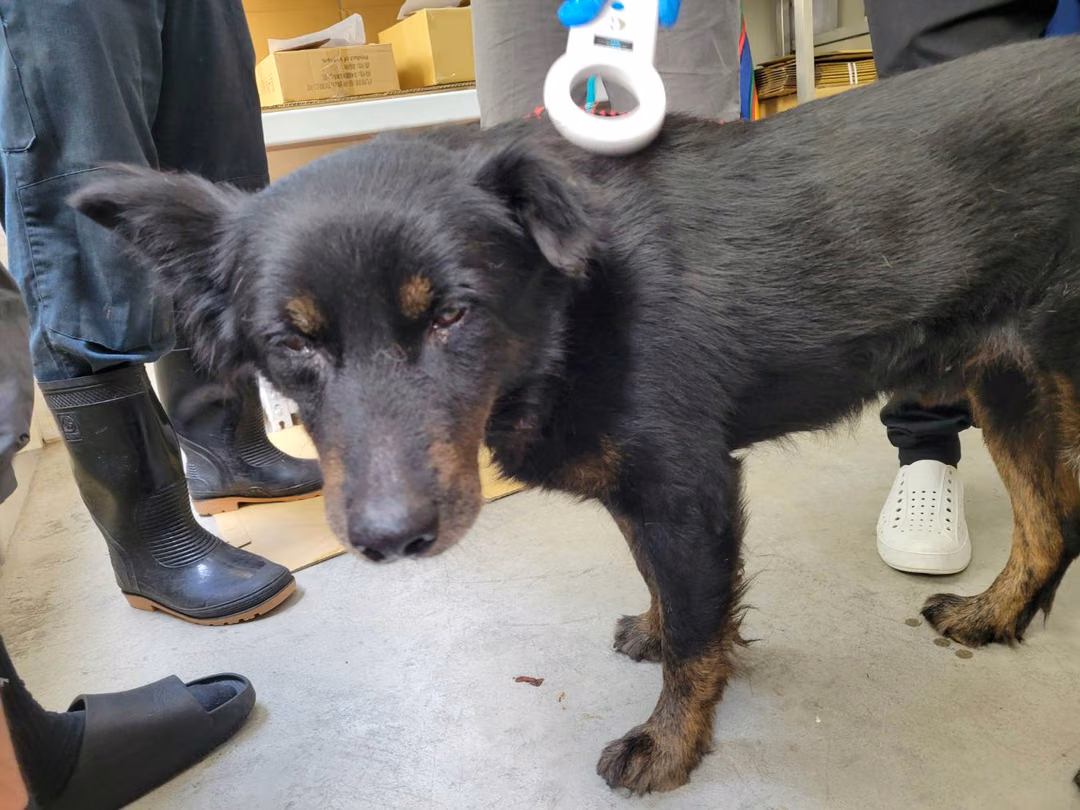 The dog, from the shelter's listing