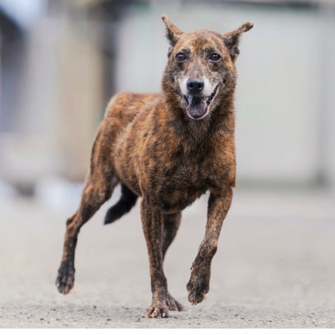 The dog, from the shelter's listing