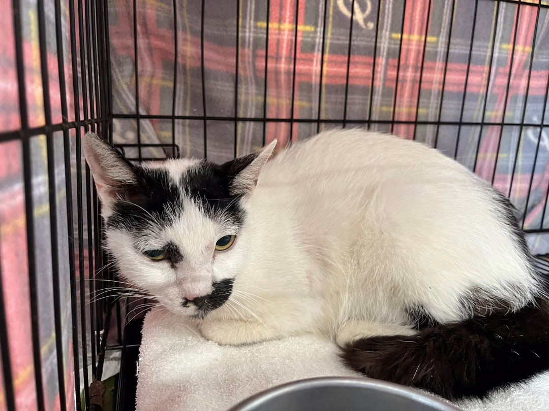 The cat, from the shelter's listing