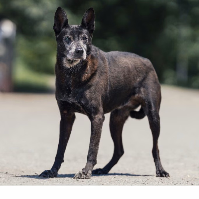The dog, from the shelter's listing