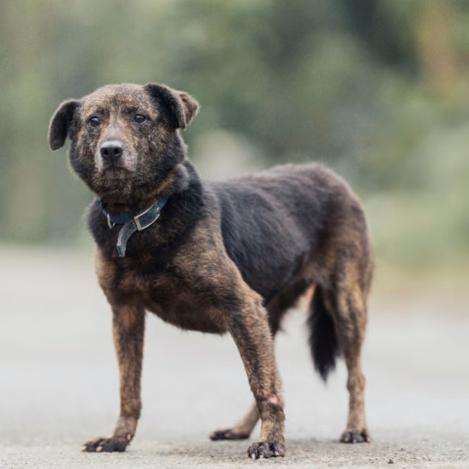 The dog, from the shelter's listing