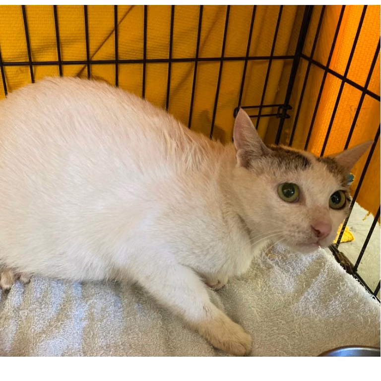 The cat, from the shelter's listing