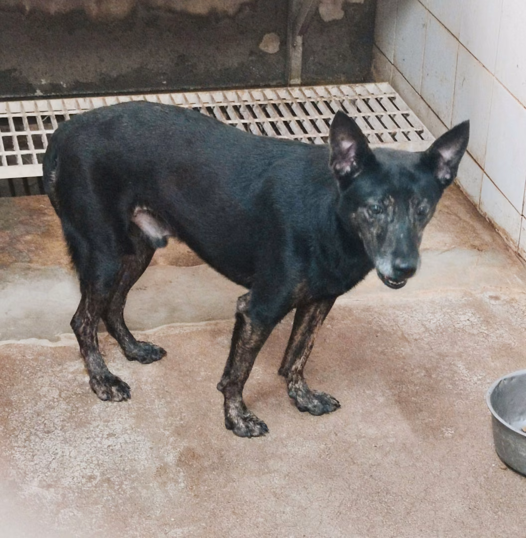 The dog, from the shelter's listing