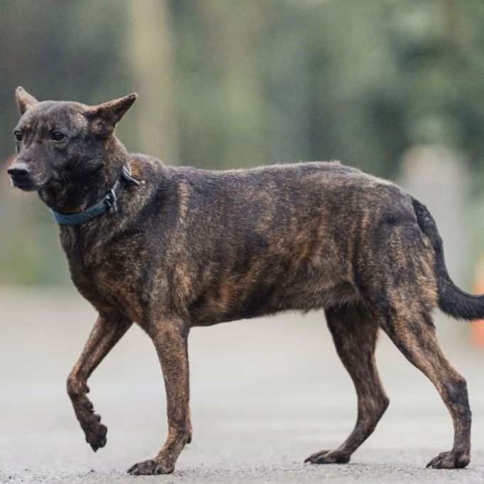 The dog, from the shelter's listing