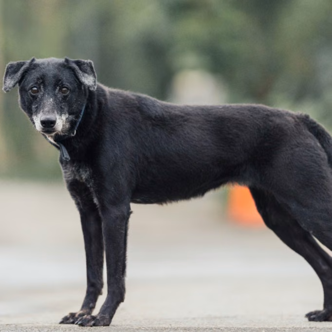 The dog, from the shelter's listing