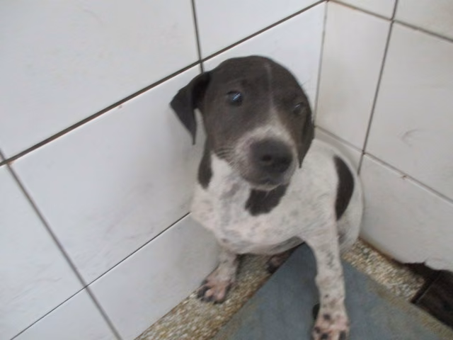 The dog, from the shelter's listing