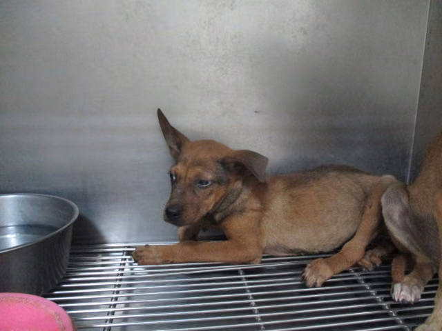 The dog, from the shelter's listing